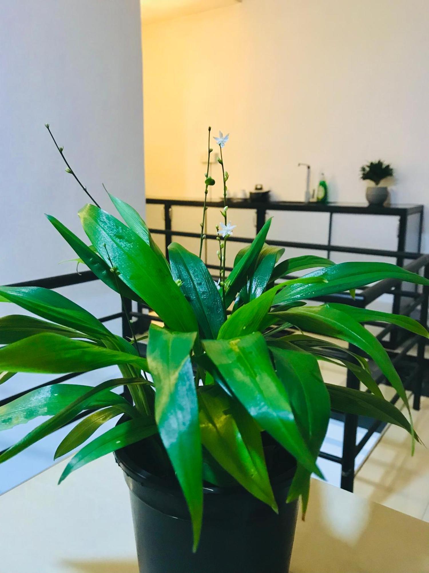 Summer House Mirissa Ngoại thất bức ảnh